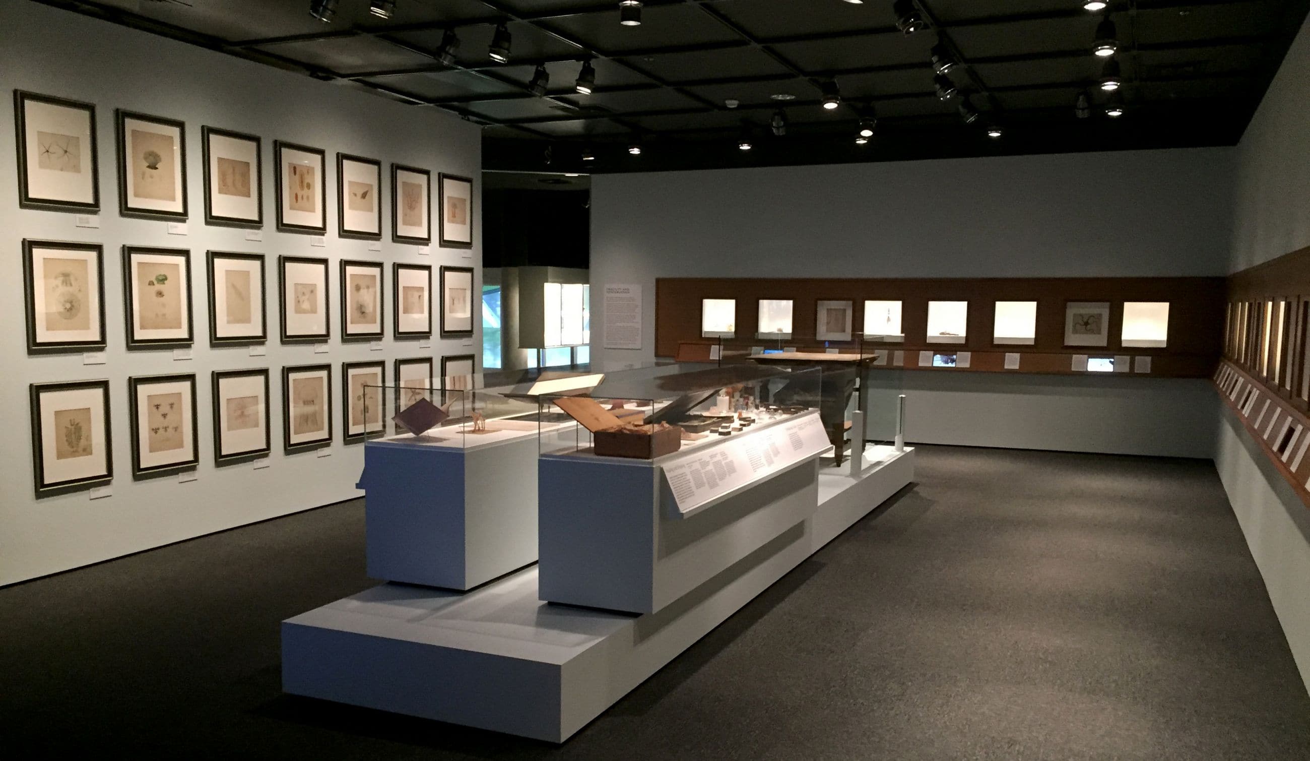 Fragile Legacy - Blaschka - Corning Museum of Glass - Selldorf Architects