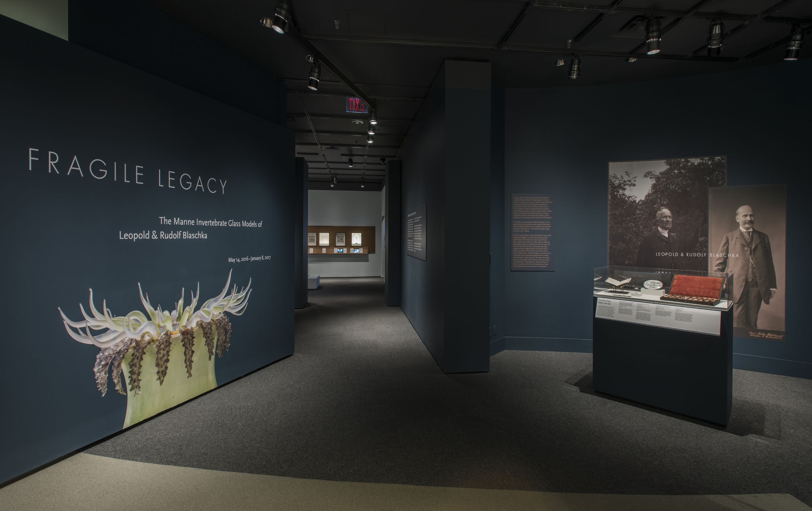 Fragile Legacy: The Marine Invertebrate Glass Models Leopold And Rudolf Blaschka - Corning Museum of Glass - Selldorf Architects