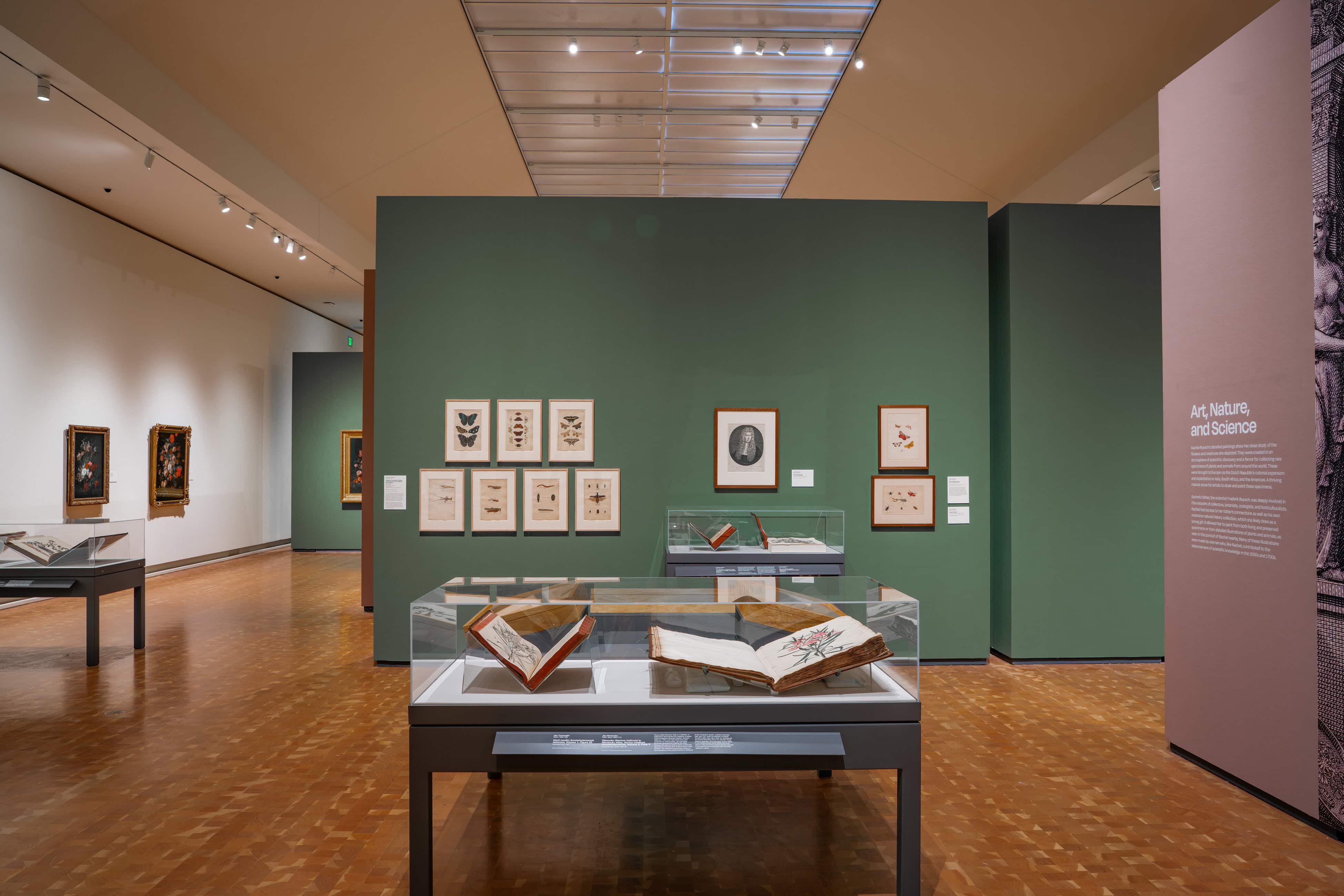 “Rachel Ruysch: Nature Transformed,” The Toledo Museum of Art - Selldorf Architects - New York